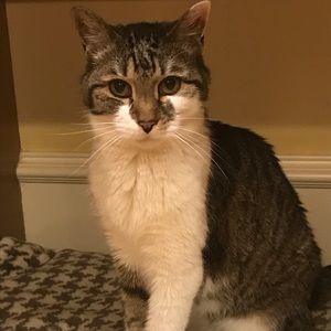 Meet your Posher, Lacy